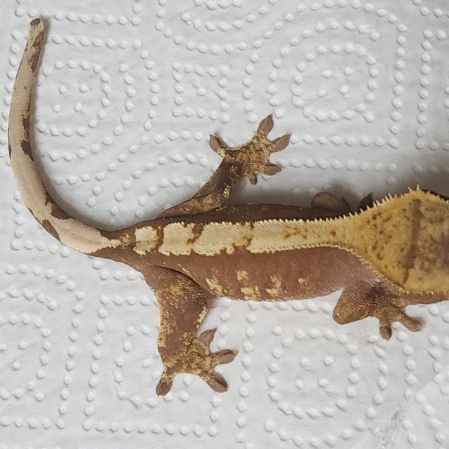 100% Het Axanthic