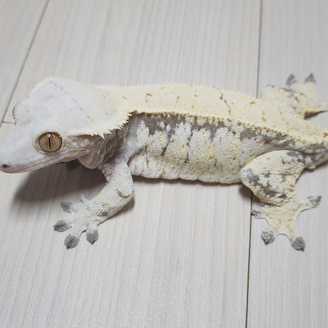 노멀