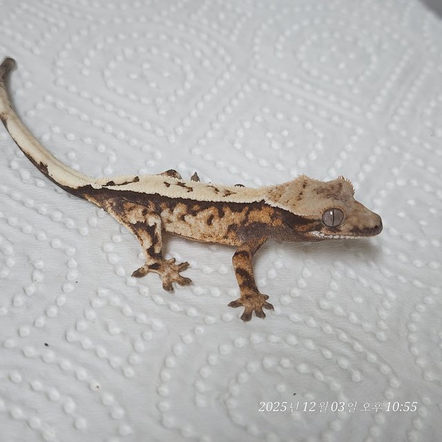 Full Pinstripe Sable