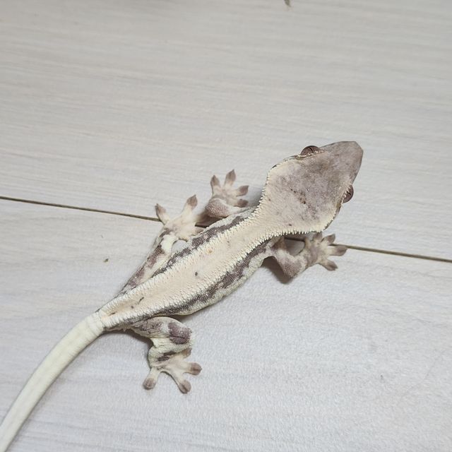 릴리 세이블