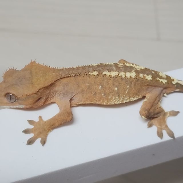 카푸치노