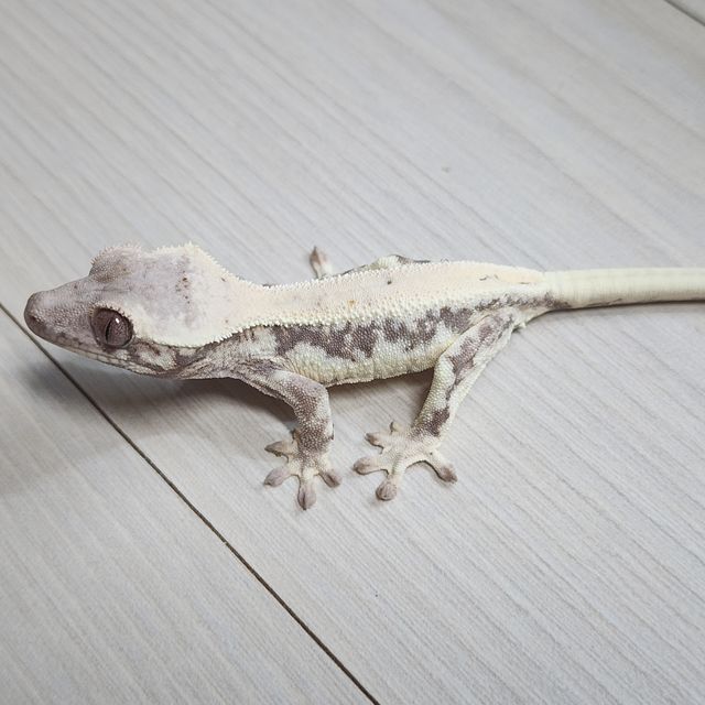 릴리 세이블