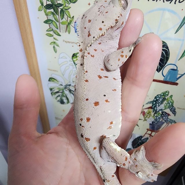 달마시안 슈퍼달마시안 레드