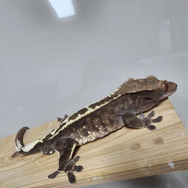 카푸치노 트라이