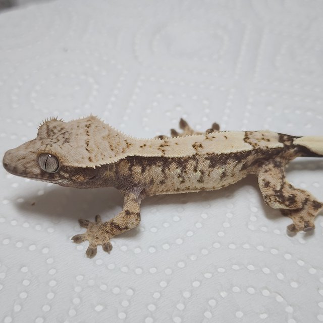 Sable White Spot Drippy