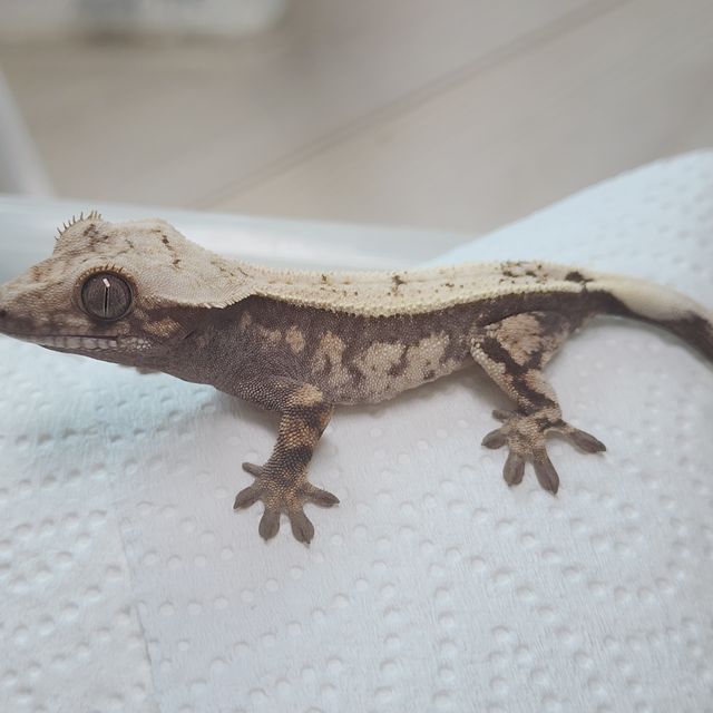 세이블