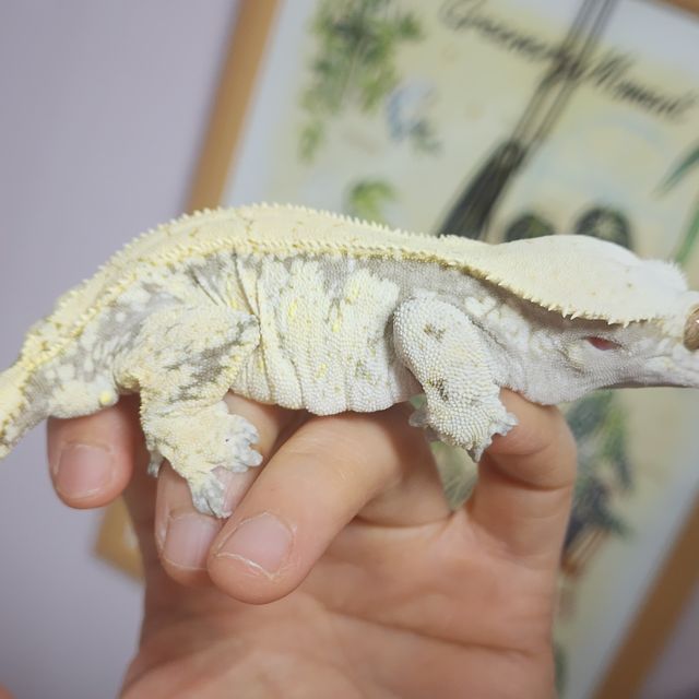 노멀