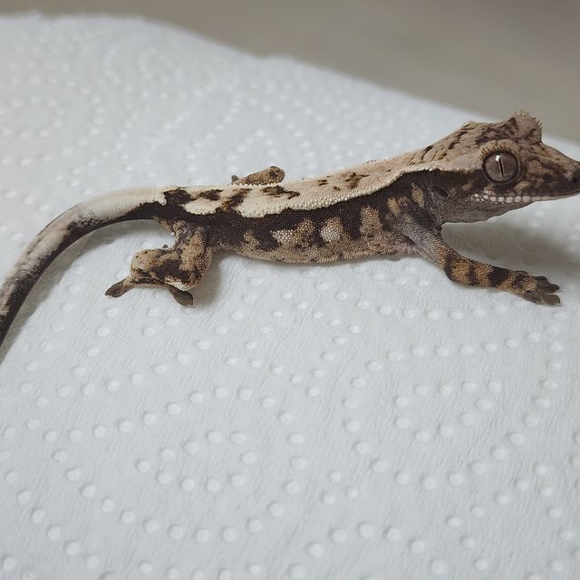 세이블