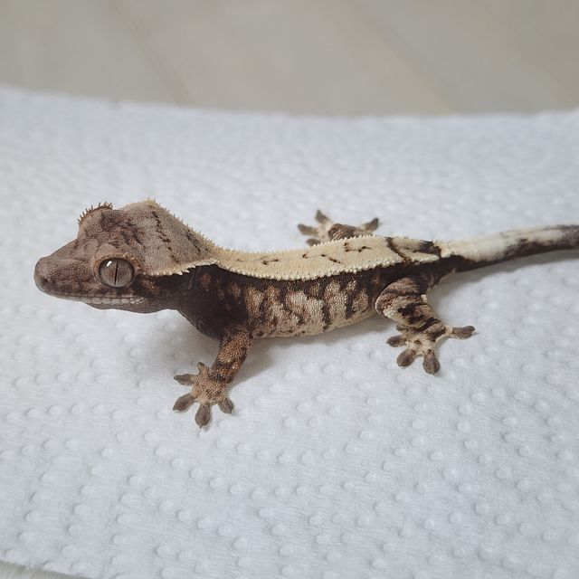 세이블