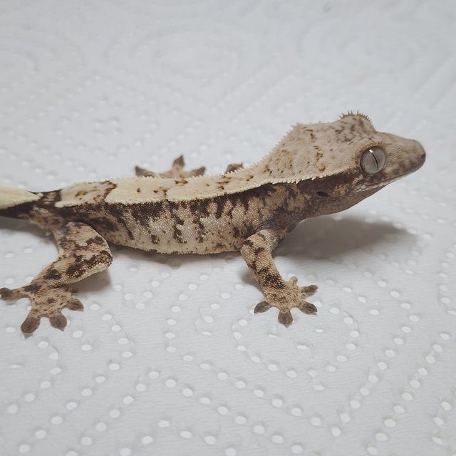 Sable White Spot Drippy