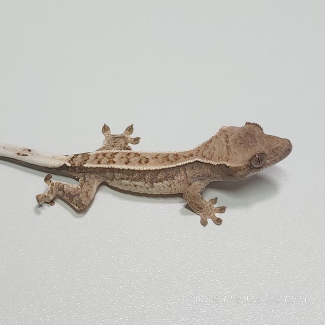 카푸치노 핀스트라이프