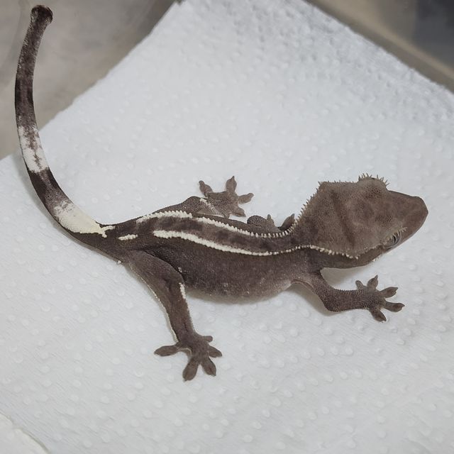 아잔틱