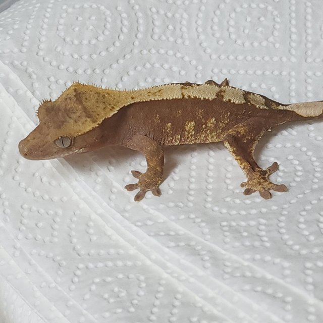100% Het Axanthic