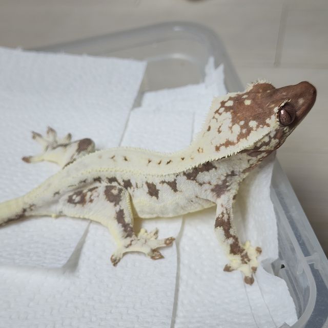 프라푸치노