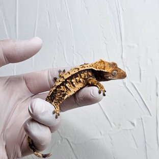 트라이 텐저린 화이트스팟 화이트포트홀