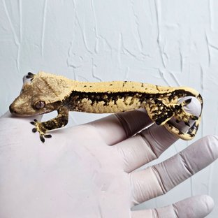 쿼드 다크 화이트스팟