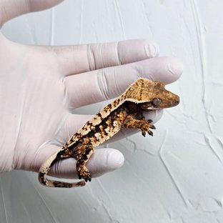 트라이 텐저린 화이트스팟 화이트포트홀 화이트핀