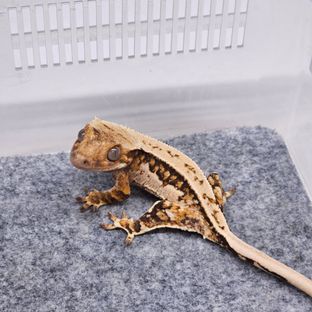 트라이 핀스트라이프