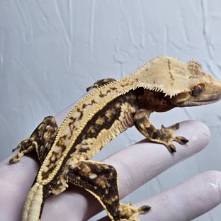 쿼드 풀핀 핀스트라이프 트라이