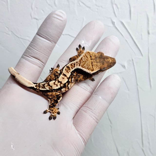 트라이 텐저린 화이트스팟 화이트포트홀 화이트핀