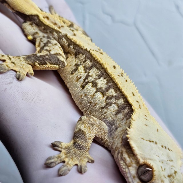 쿼드 화이트스팟