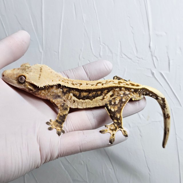 쿼드 풀핀 핀스트라이프 트라이