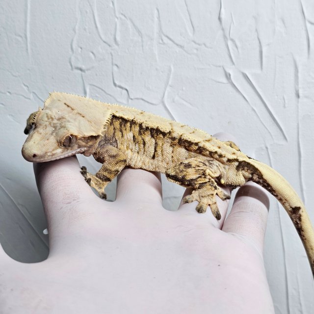 트라이 익스트림할리퀸