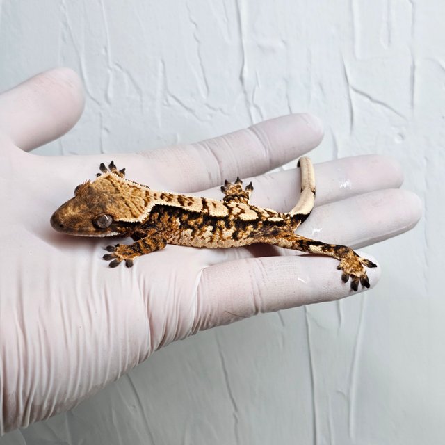 트라이 텐저린 화이트스팟 화이트포트홀 화이트핀