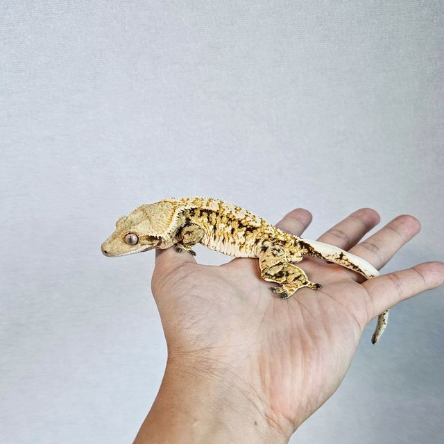 트라이 텐저린
