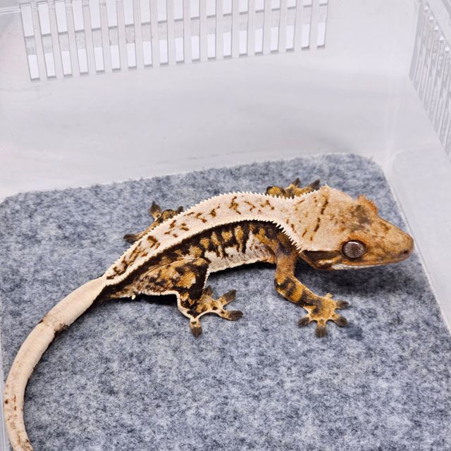 트라이 핀스트라이프