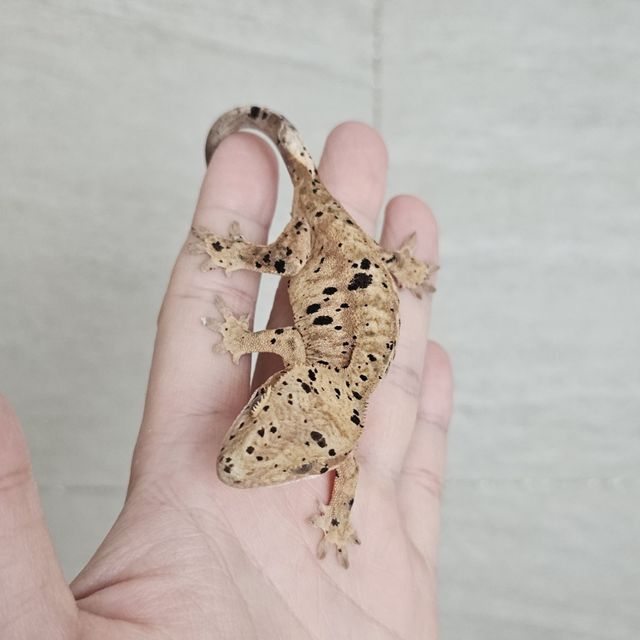 슈퍼달마시안