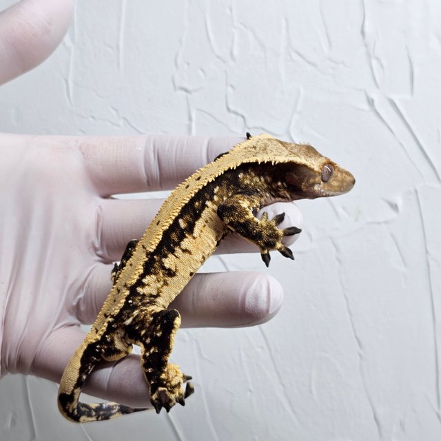 쿼드 다크 화이트스팟