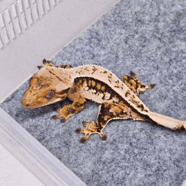 트라이 핀스트라이프