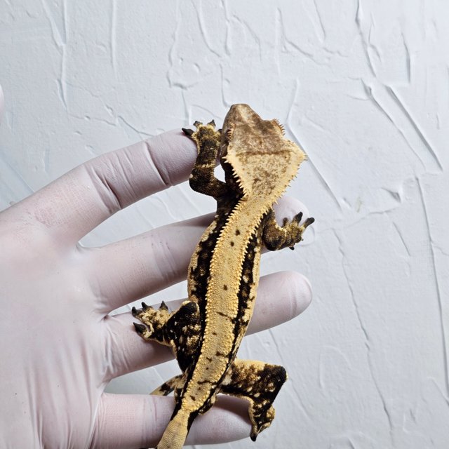 쿼드 다크 화이트스팟