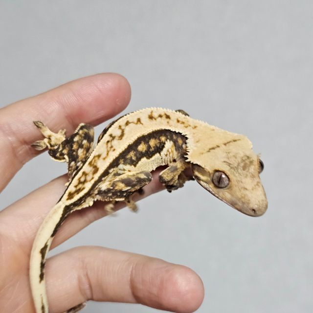 트라이 핀스트라이프 쿼드