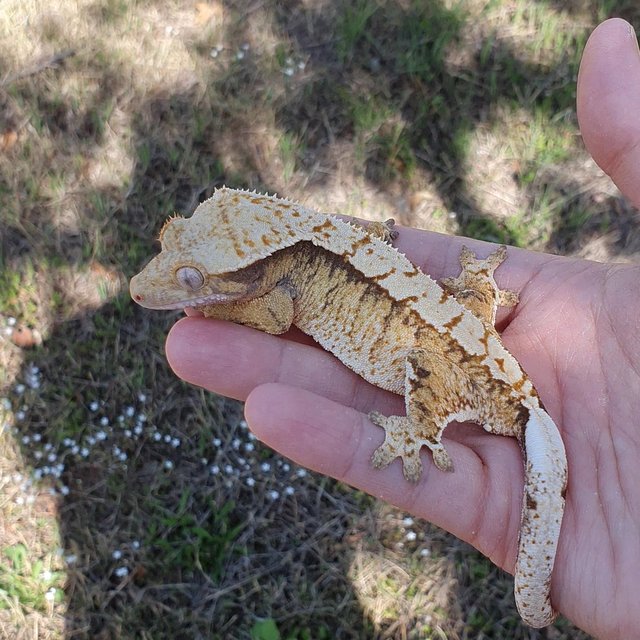 트라이 익스트림할리퀸