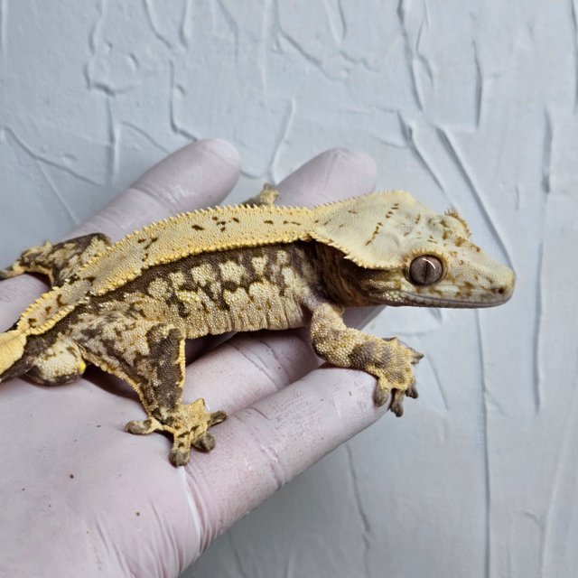 쿼드 화이트스팟