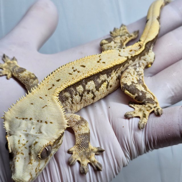 쿼드 화이트스팟