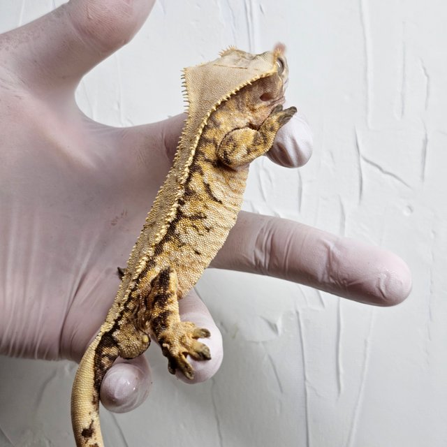 트라이 익스트림할리퀸