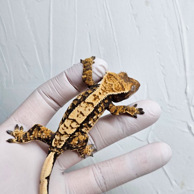 트라이 텐저린 화이트스팟 화이트포트홀