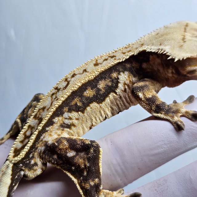 쿼드 풀핀 핀스트라이프 트라이