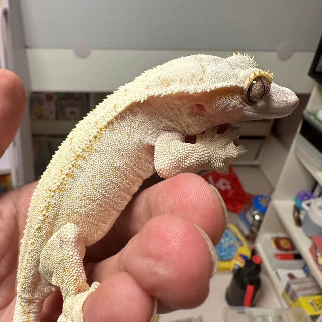 노멀 드리피 화이트스팟