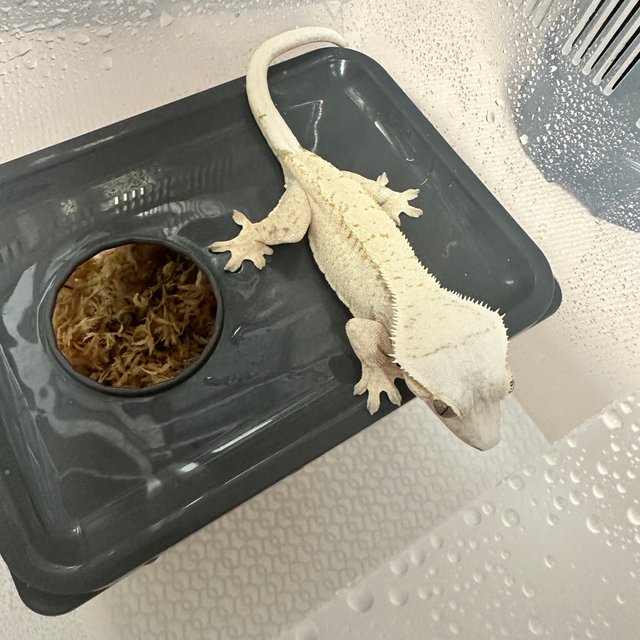 노멀 드리피 화이트스팟