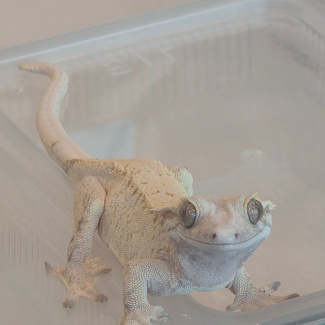 노멀 드리피 화이트스팟