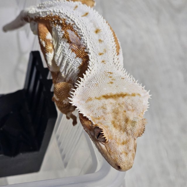 릴리화이트 풀핀 화이트핀 화이트 크림