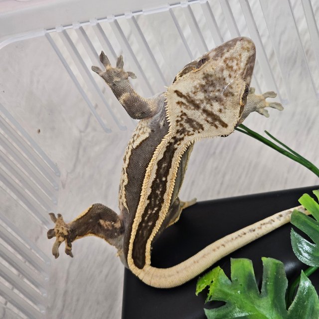 엠티백 화이트핀