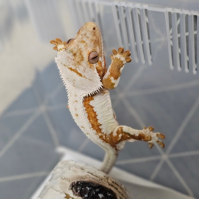 릴리화이트 풀핀 화이트핀 화이트 크림