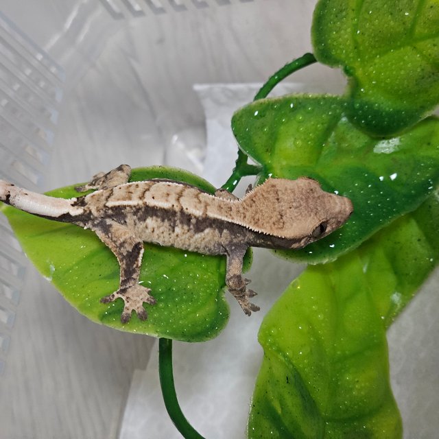 드리피 화이트핀 화이트스팟 노멀