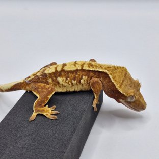 노멀 트라이 익스트림할리퀸 화이트스팟 레드 텐저린