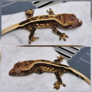 엠티백 풀핀 다크